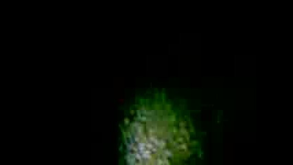 Уплашената котка
