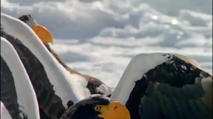 Eagles in the Snow - Secret Japan - Bbc Earth 