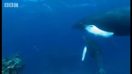Amazing swimming with humpback mother & calf - Diving With Whales 