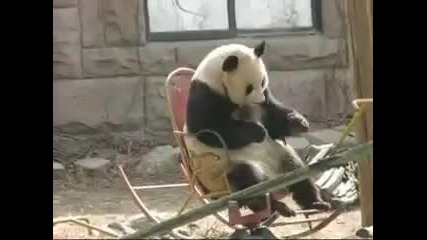 Мечка Панда на люлеещ се стол
