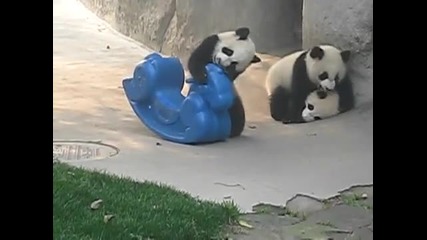 Бебета панди си играят
