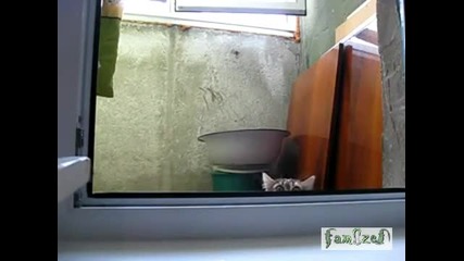 Коте наднича през прозорец 