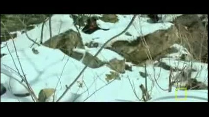 Ng Raising Bear Cubs 