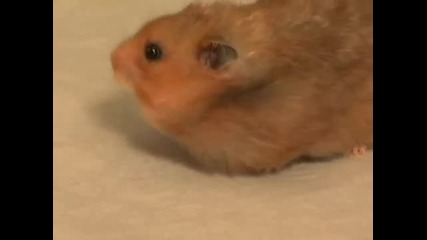 Amazing Hamster