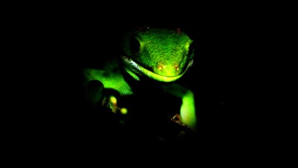 Guy J - Geko 