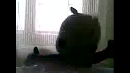 Mravi