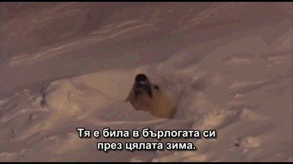Страхотeн за полярни мечки