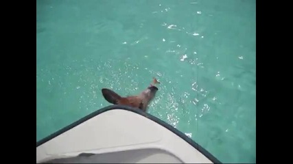 На Бахамите откриха плуващи Свине 