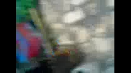 qk terier vs guma