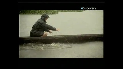 Discovery channel River monsters Congo killer bg audio 5 