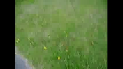crf 450 wheelie past car