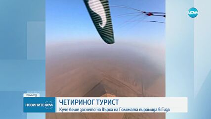 Куче се озова на върха на Голямата пирамида в Гиза (ВИДЕО)
