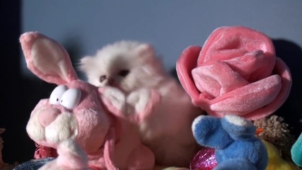 Kitten's bunny time fun