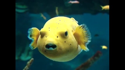 Жълта рибка-чудесно видео