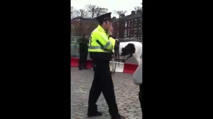 Възбуден кон налетя на полицай в Ирландия Vbox7