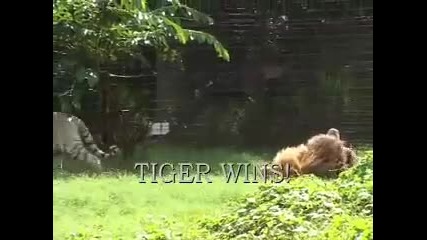 Лъв срещу Тигър в схватка Hq