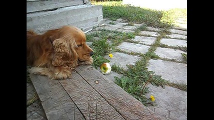 куче яде ябълки