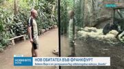 Зоопаркът във Франкфурт посрещна бебе от застрашения вид маймуна бонобо