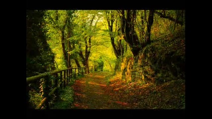 Autumn Leaves and Nature