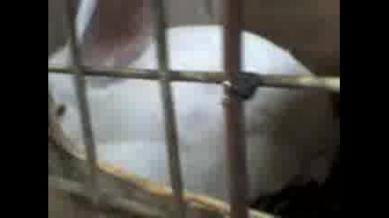 Заешки секс1