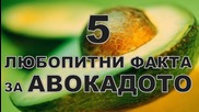 5 любопитни факта за авокадото