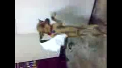 Кучешко хоро