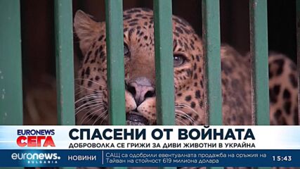 Доброволка се грижи за диви животни в Украйна