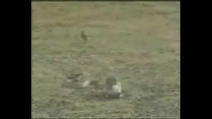 Rabbit Vs Snake