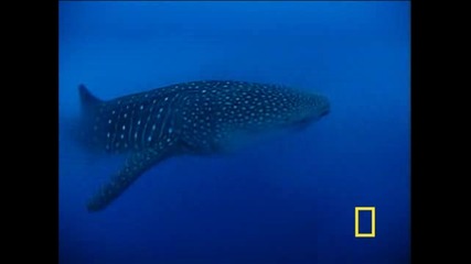 Video - - Animals, Travel, Kids 