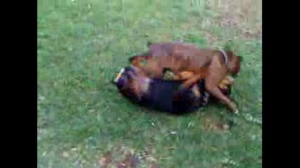 Boxer vs Rottweiler 