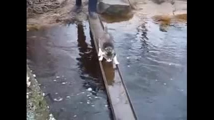 Котка минава през река
