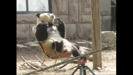 Сладка Панда се люлее на стол