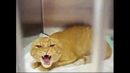 Много Ядосана Котка - Голям Смях