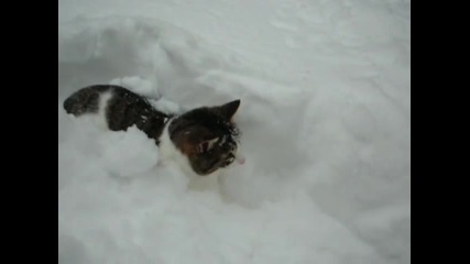 Котка се заравя в сняг