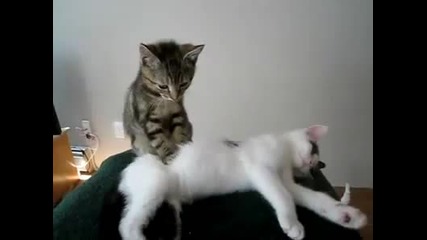 котка прави масаж на котка