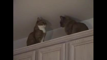 Cat Fight !!!!!