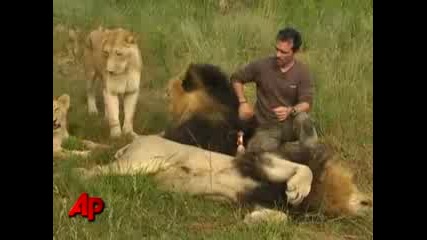 Любовта между лъва и човека