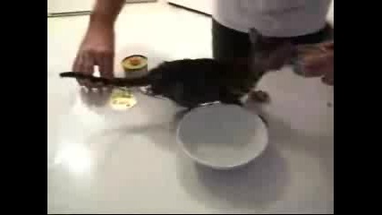 Гладно Коте