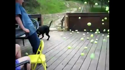 Кучешка радост