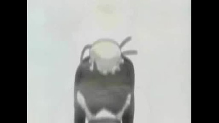 Naruto Faint