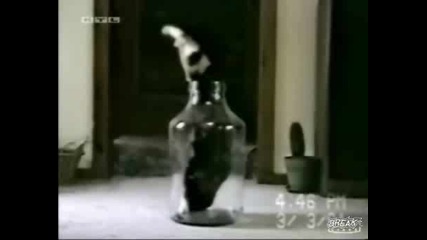 Нагла гладна котка влиза в бутилка