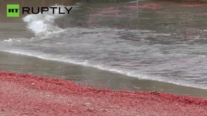 Thousands of Crabs Turn Cali Beach Blood Red
