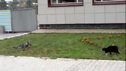 Котка напада невинно куче от страх!!!