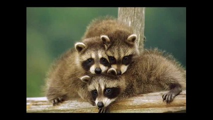 Mr.big - Wild world