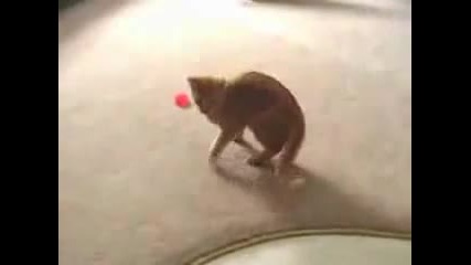Луда котка ..