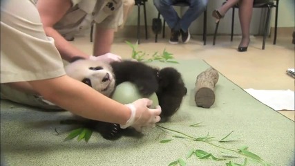 Сладко бебе панда не си пуска топката
