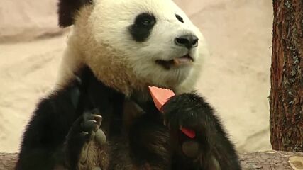 Зоопаркът в Москва показа първото бебе панда, родено в Русия