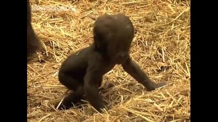 Първи стъпки на бебе горилче!