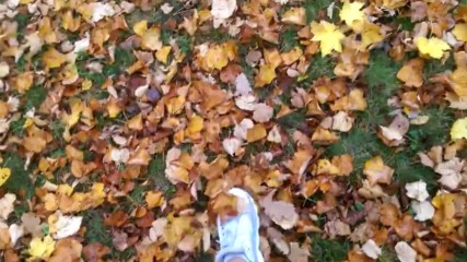 Обожаваме разходките късна есен / Richmond Hill