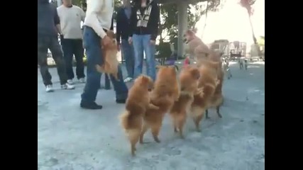 Кученца на опашка, водени от Едно което кара колело-смях! - Youtube